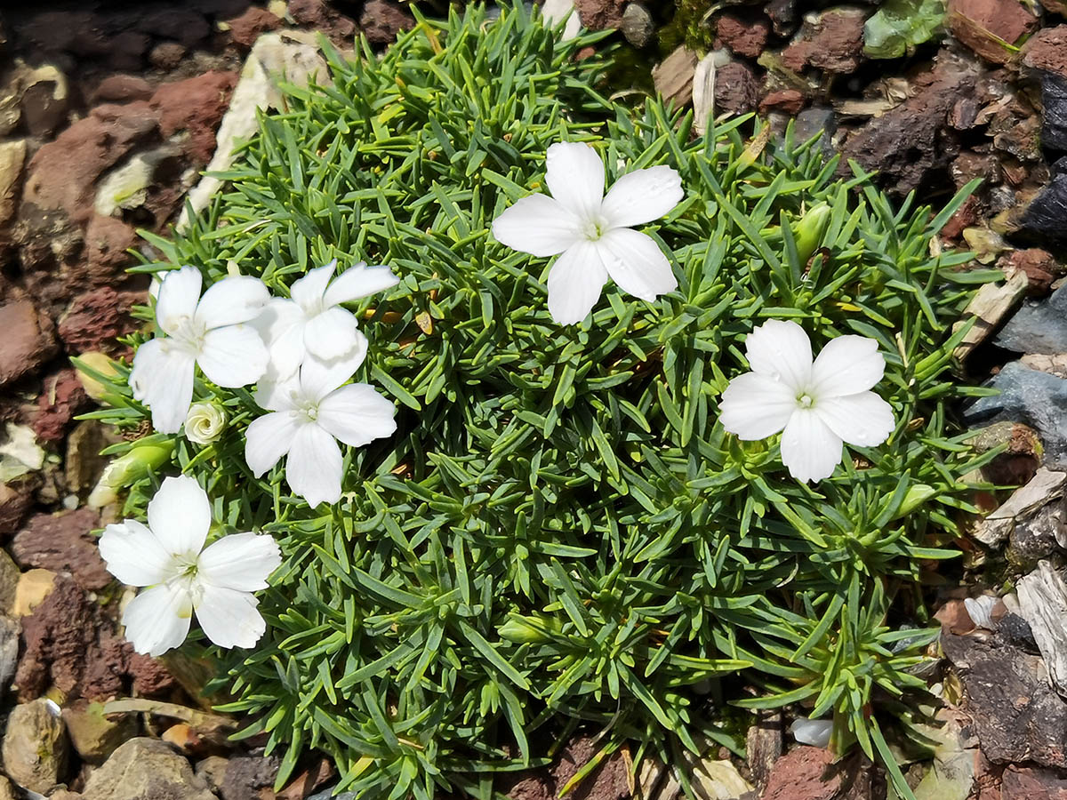 Dianthus microlepis 'alba'